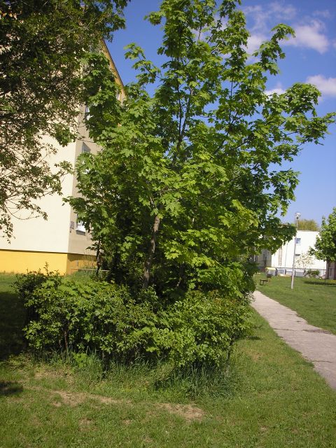 27.4.08 029.jpg